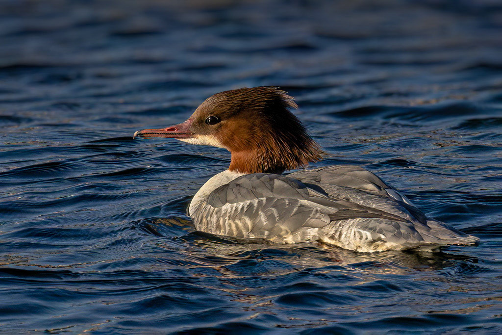 Goosander