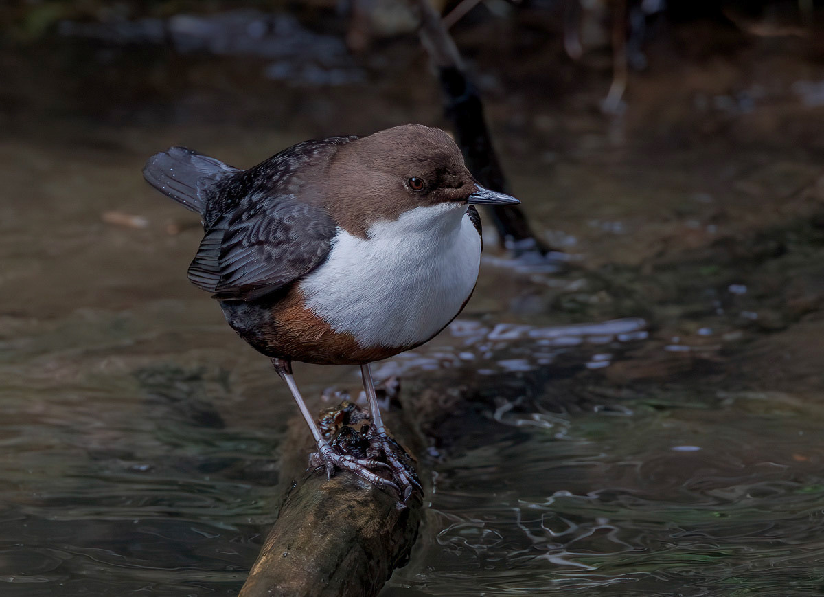 White-throated Dipper