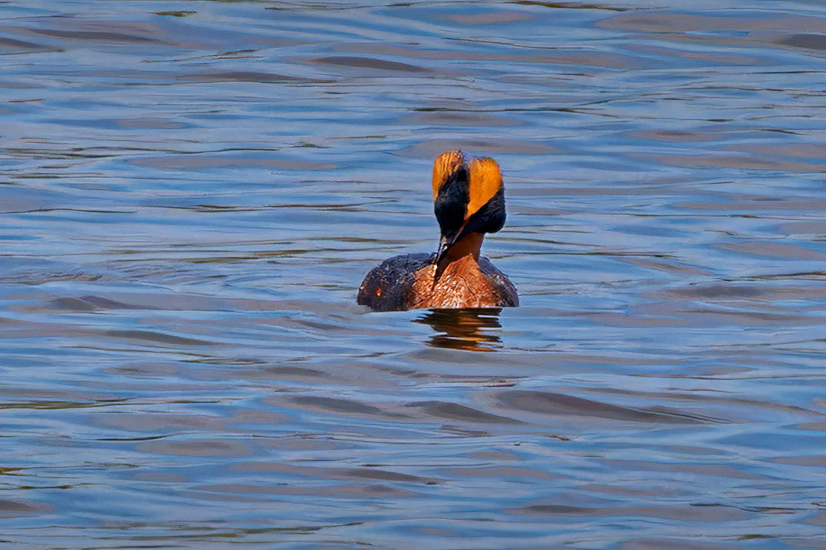 Slavonian Grebe
