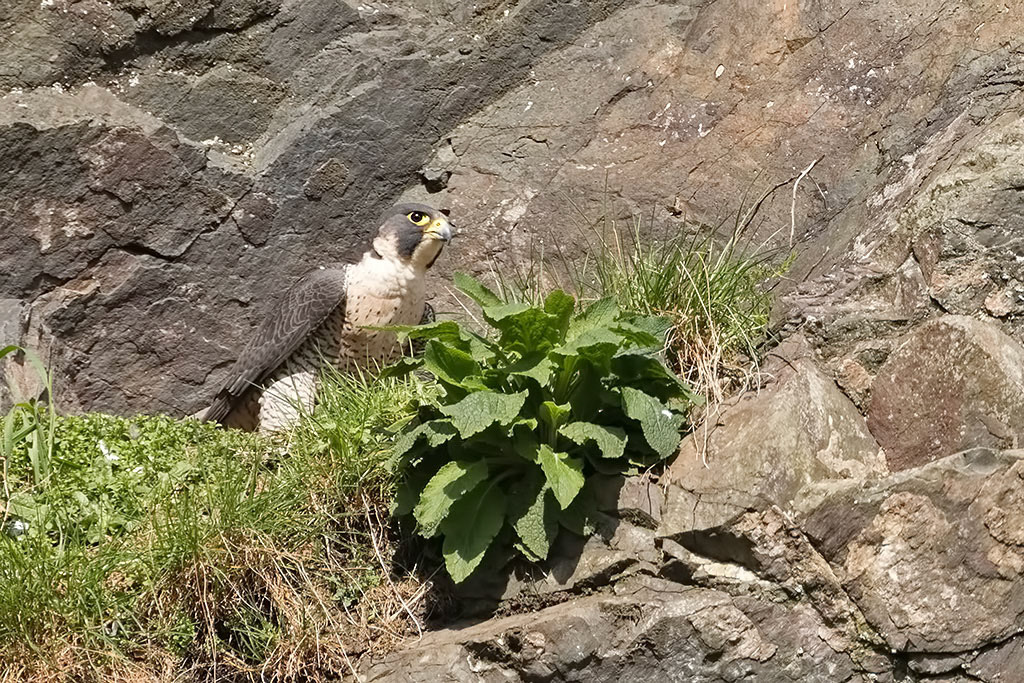 Peregrine