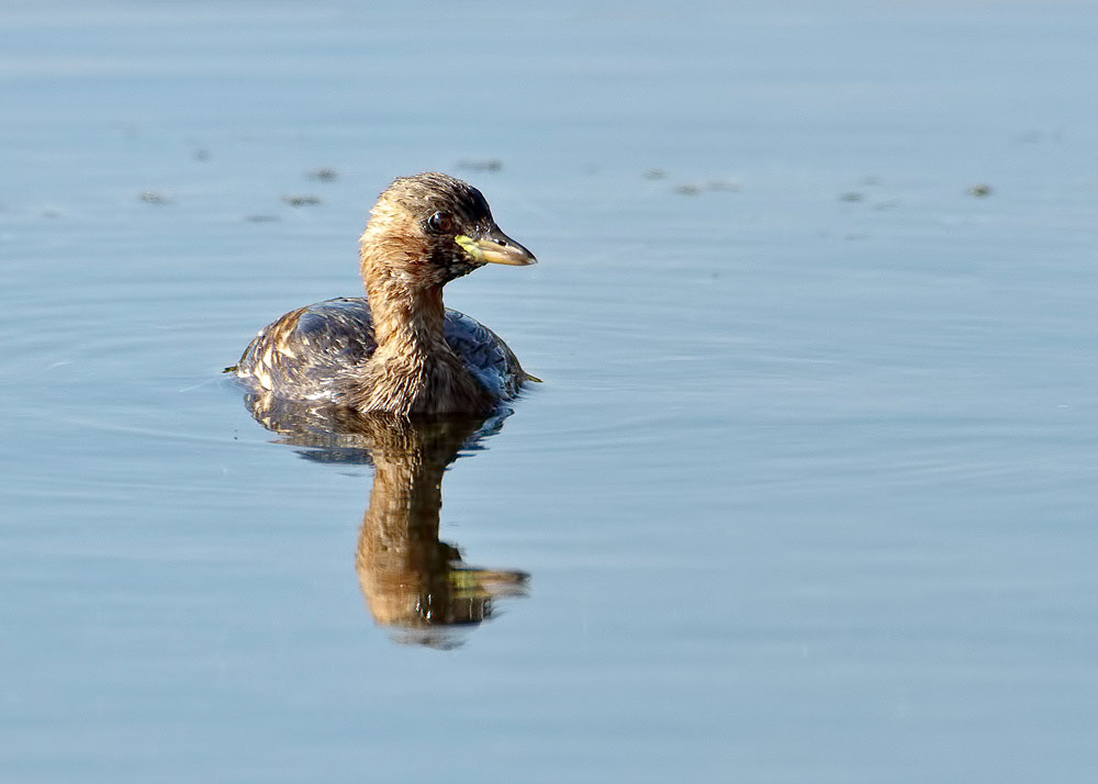 Little Grebe