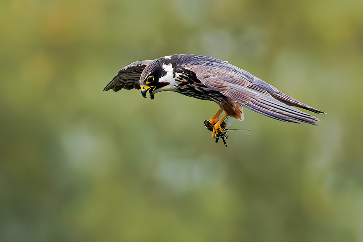 Hobby