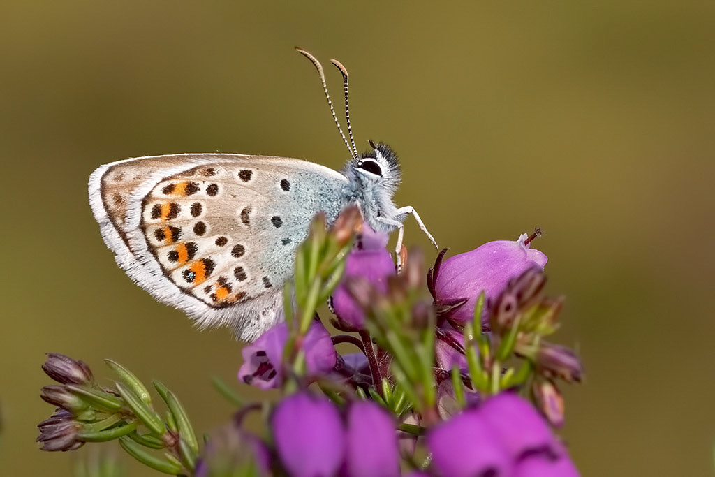 Silver-studded Blue