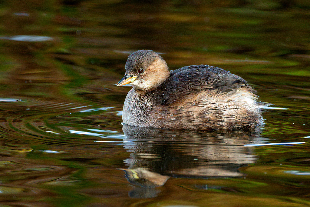 Little Grebe