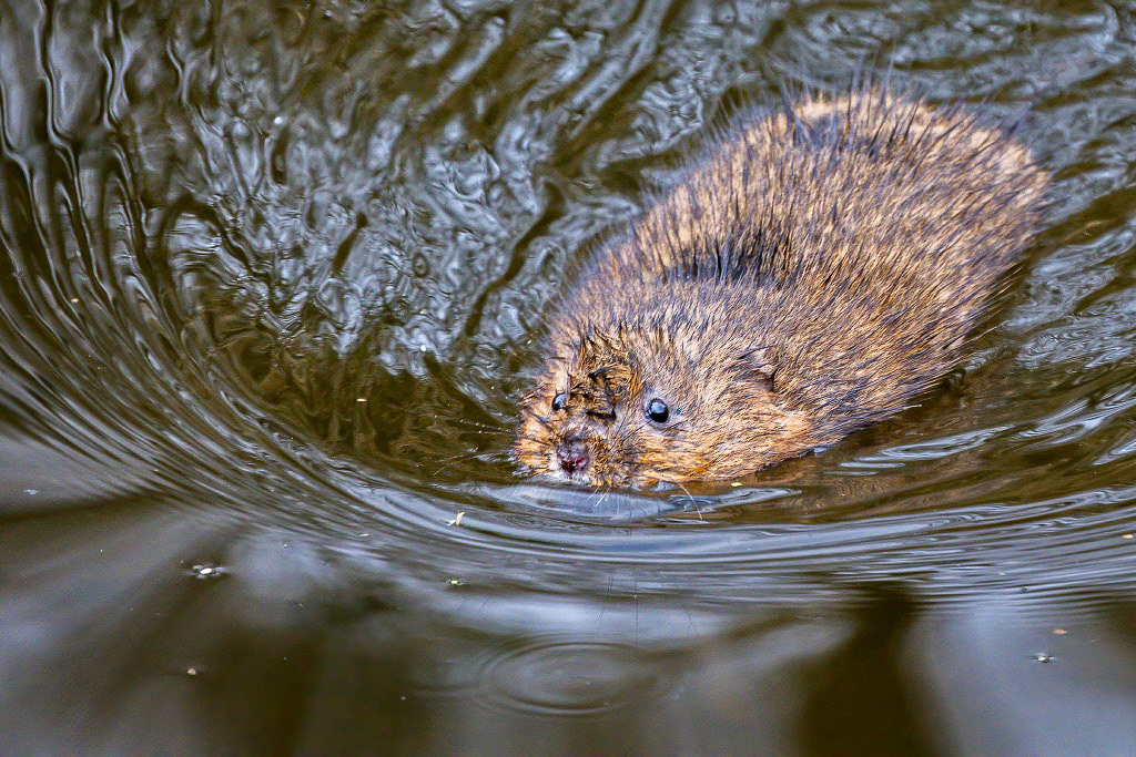 Water Vole