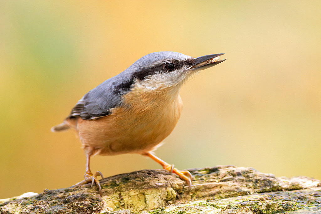 Nuthatch