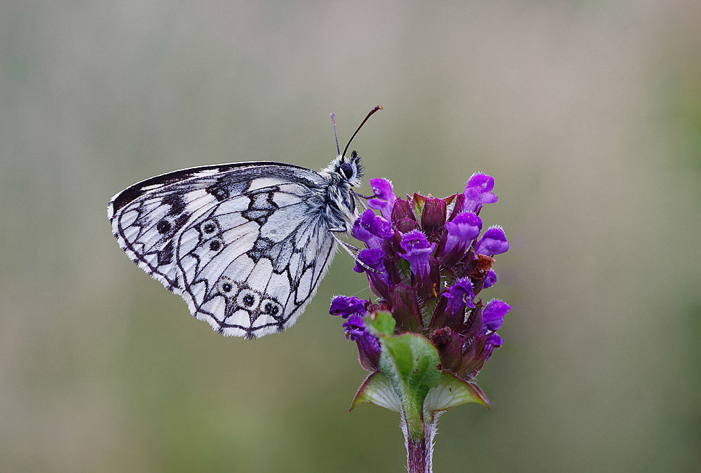 Marbled White