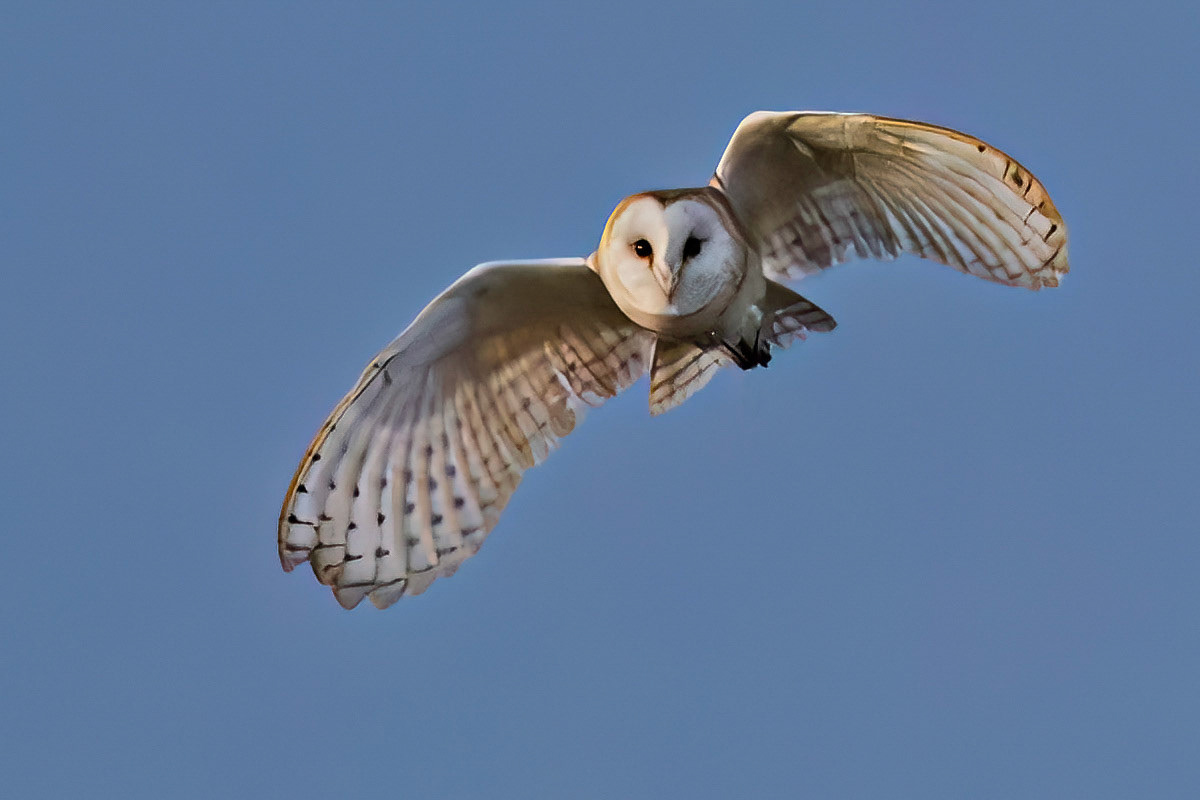 Barn Owl