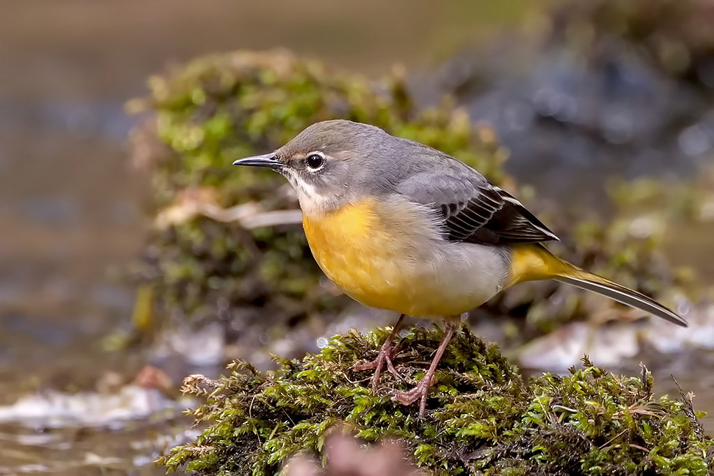 Grey Wagtail