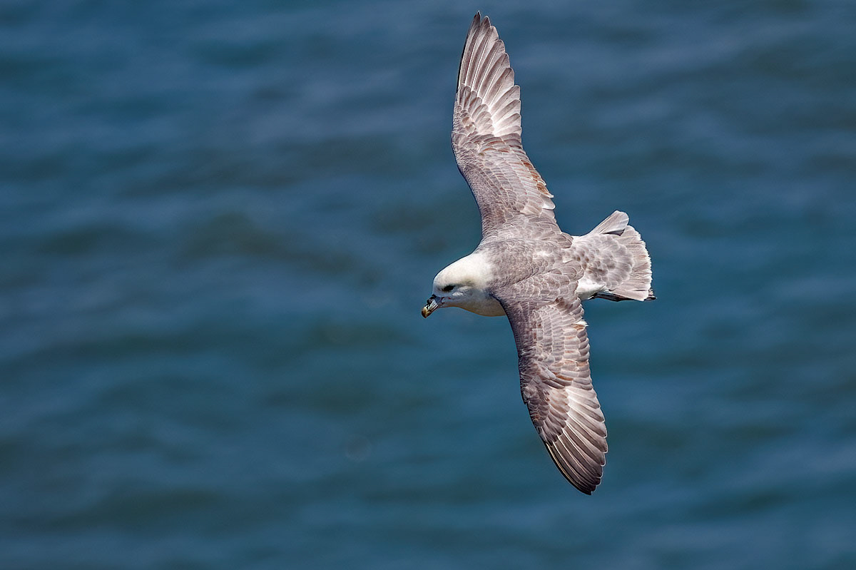 Fulmar