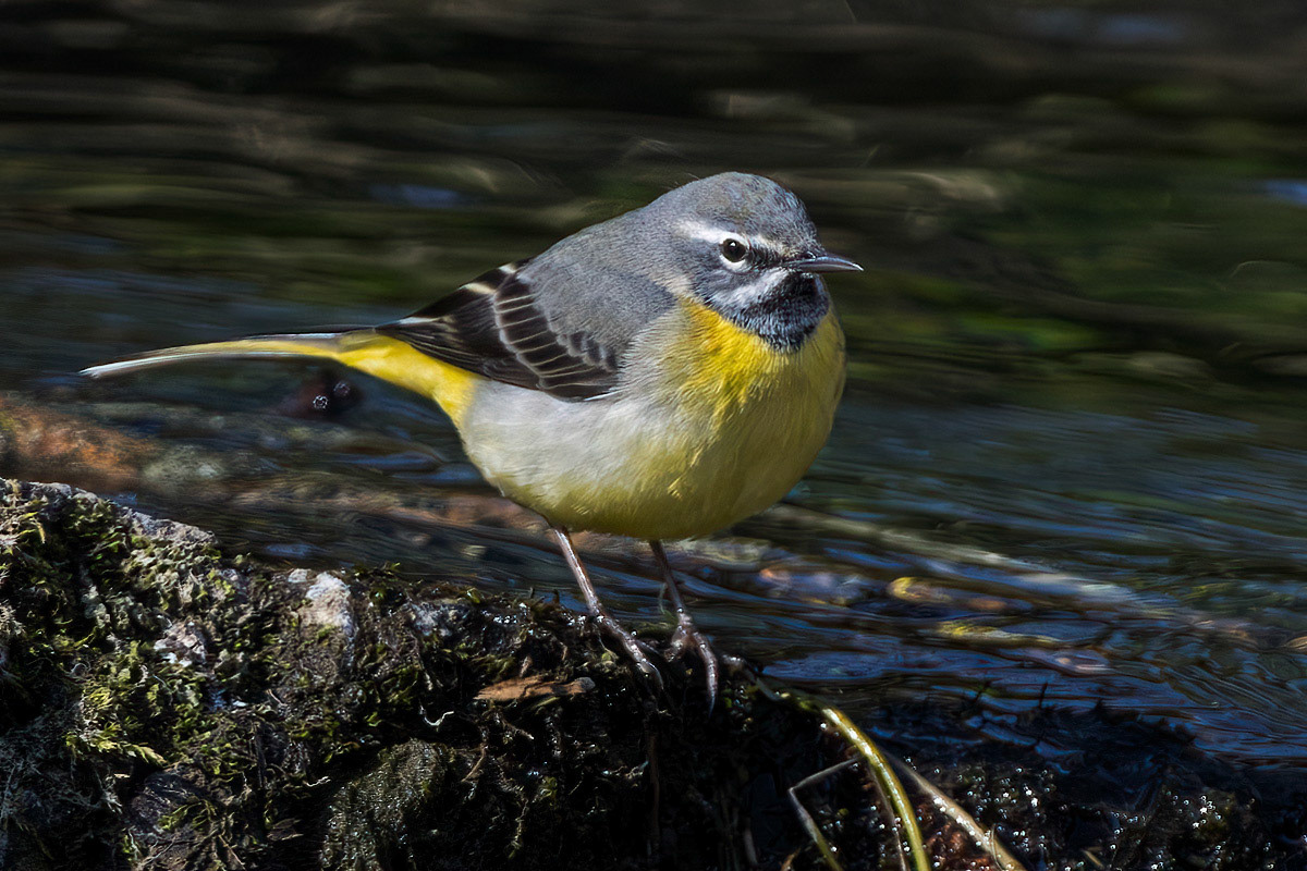 Grey Wagtail