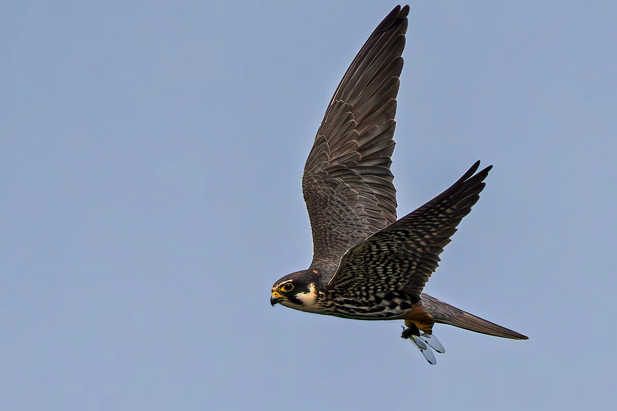 Hobby