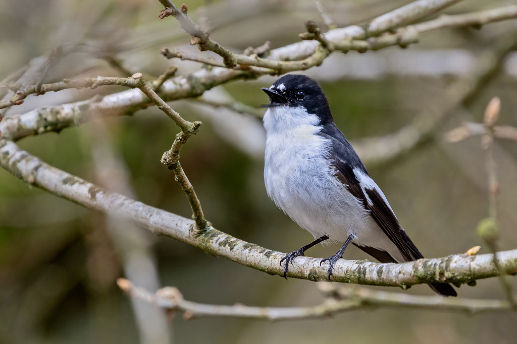 Pied Flycatcher