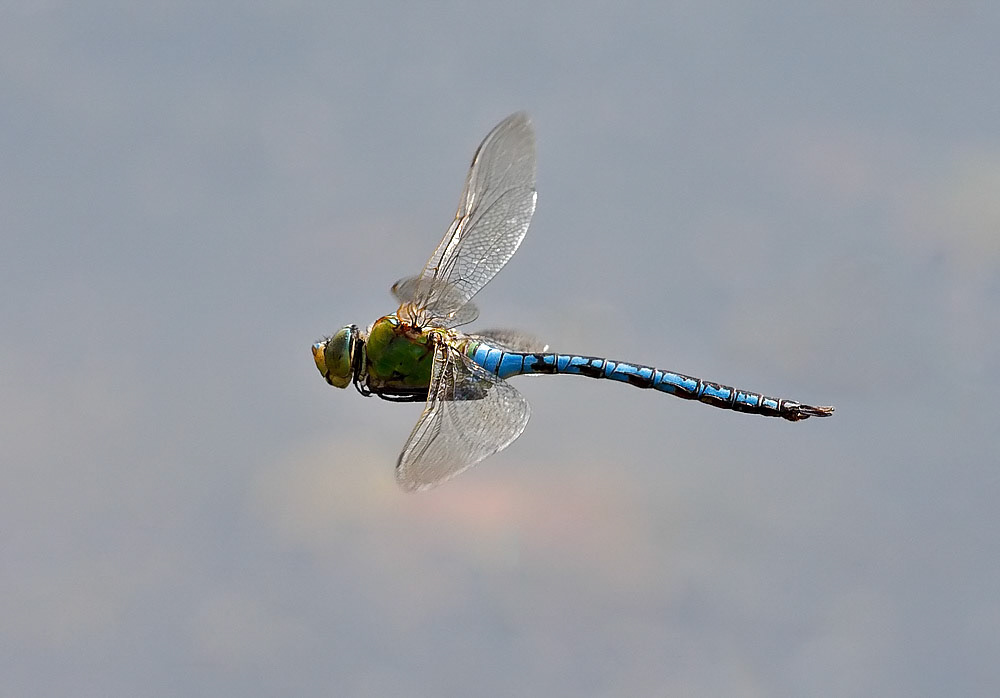 Emperor Dragonfly
