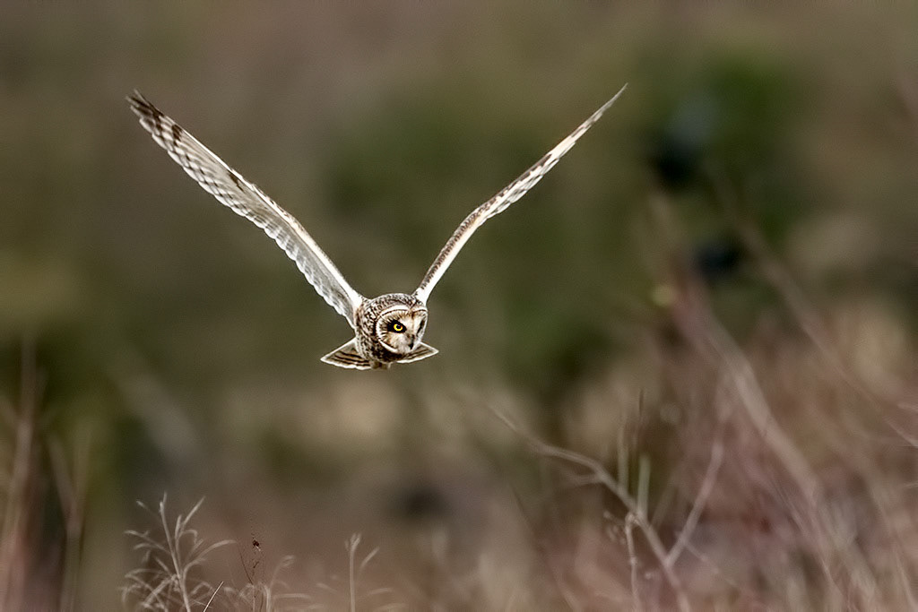 Short-eared Owl