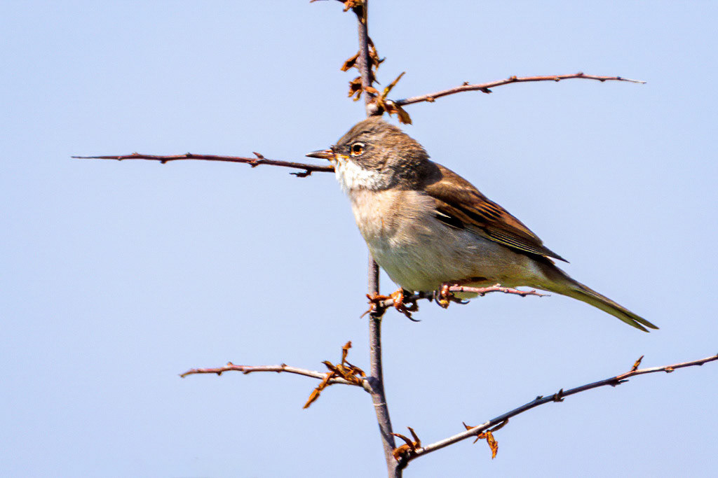 Common Whitethroat