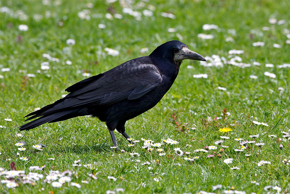 Derek Lees Nature In Images - Rook