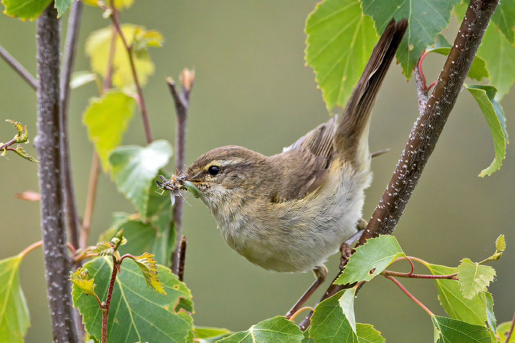 Willow Warbler