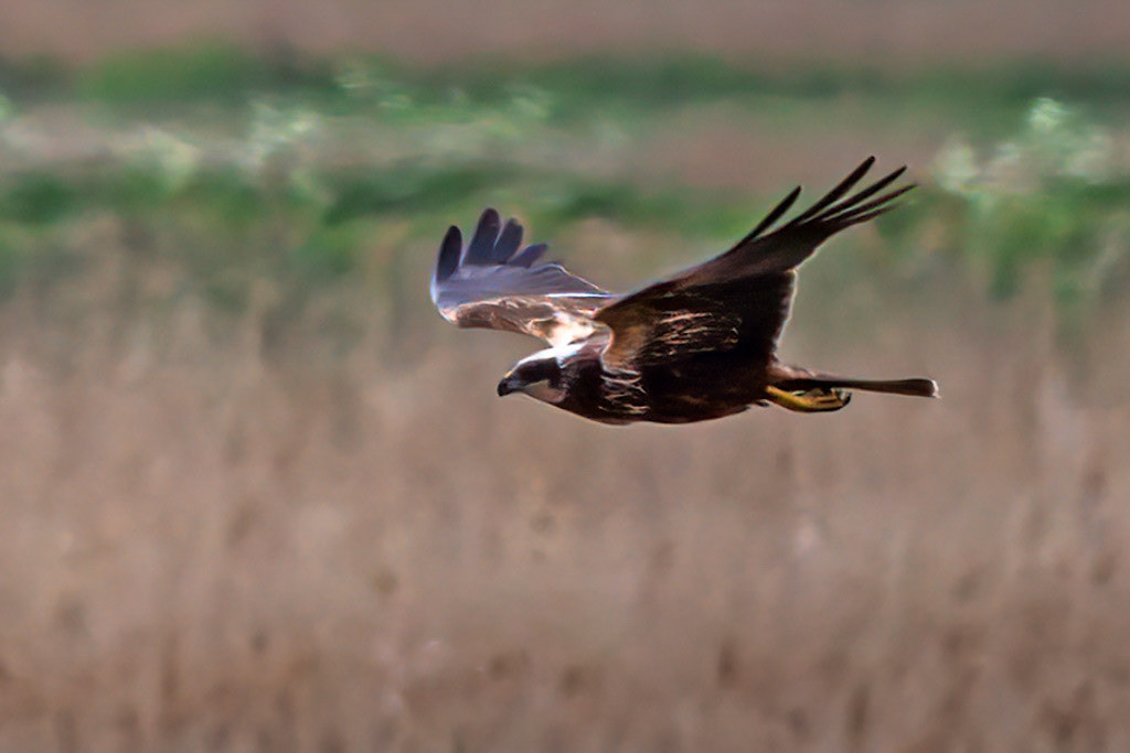 Marsh Harrier