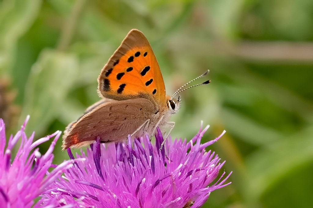 Small Copper