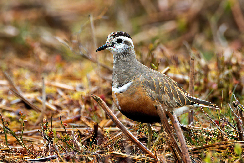 Dotterel