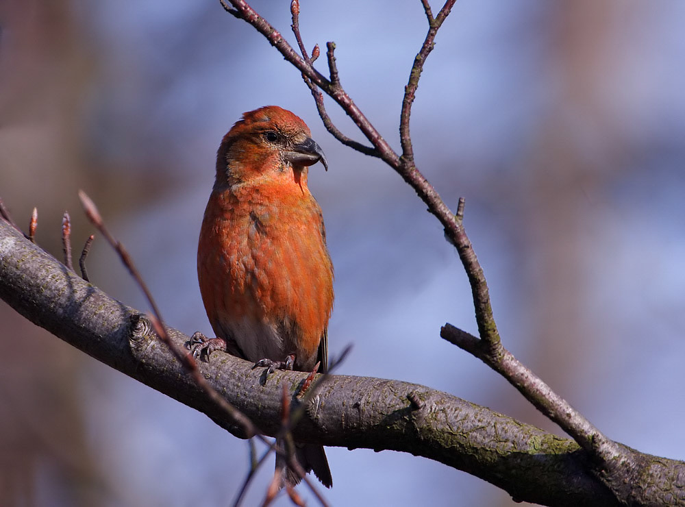 Crossbill