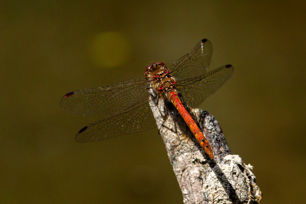 Common Darter