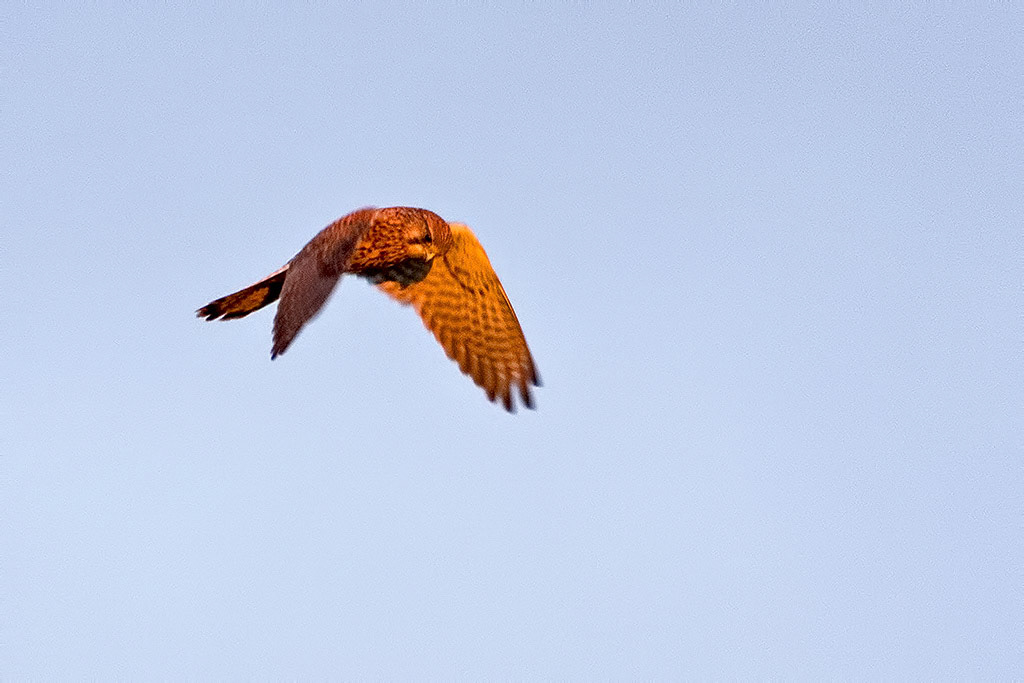 Kestrel