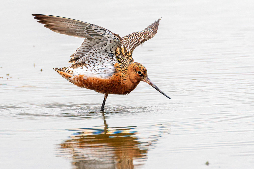 Bar-tailed Godwit