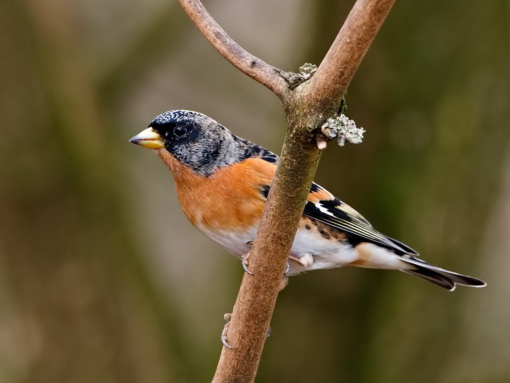 Brambling