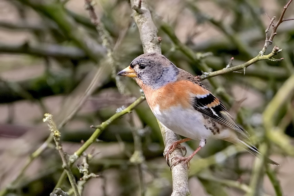 Brambling