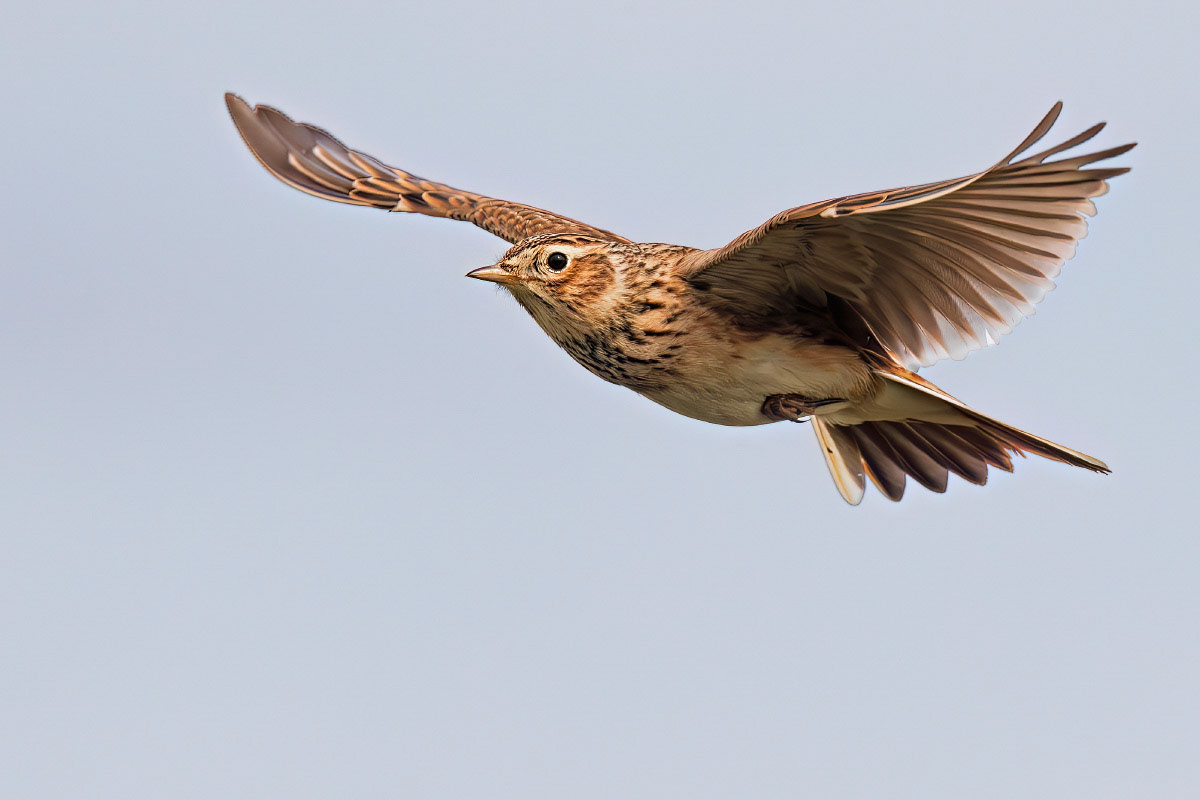 Skylark