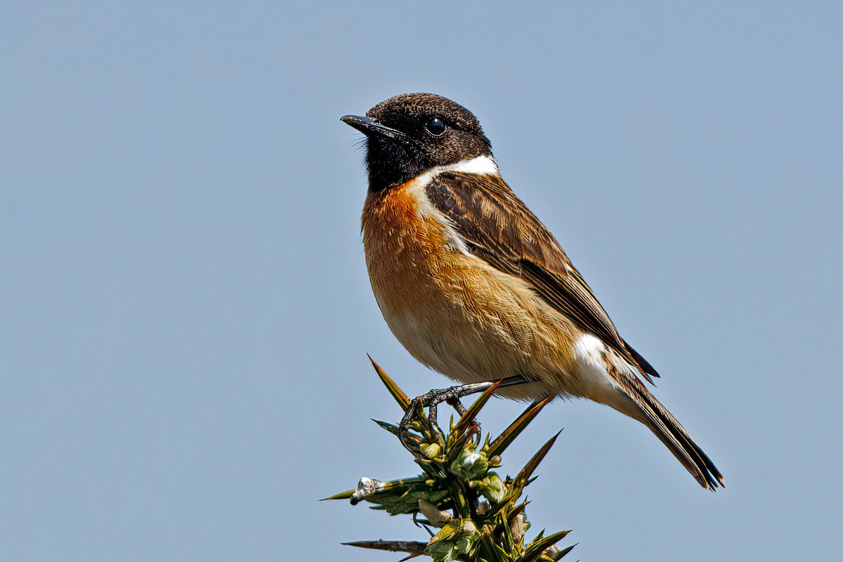 Stonechat