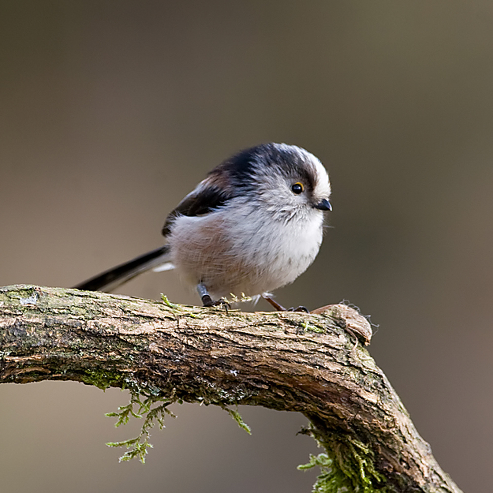 Long-tailed Tit