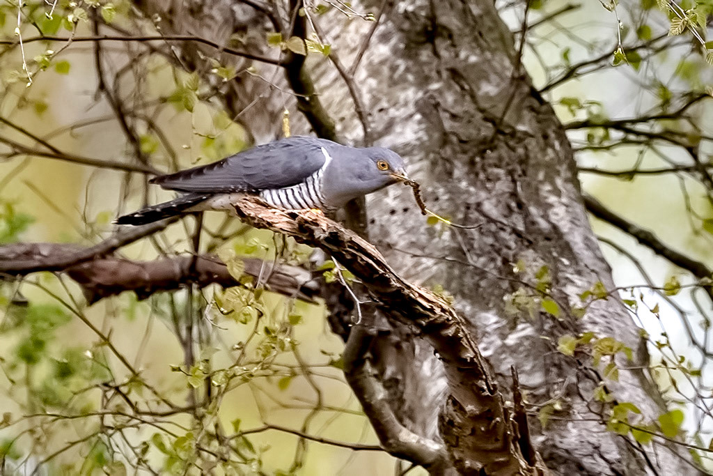 Cuckoo