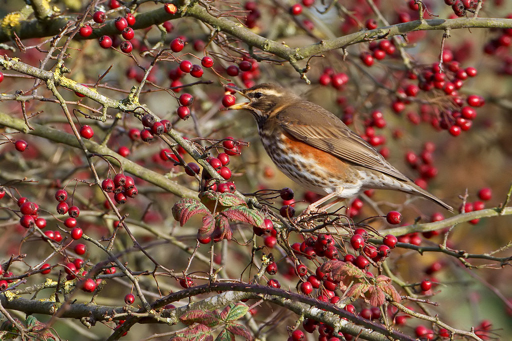Redwing