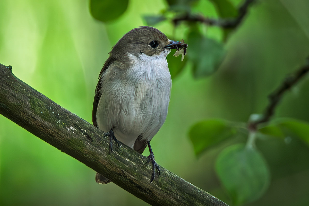 Pied Flycatcher