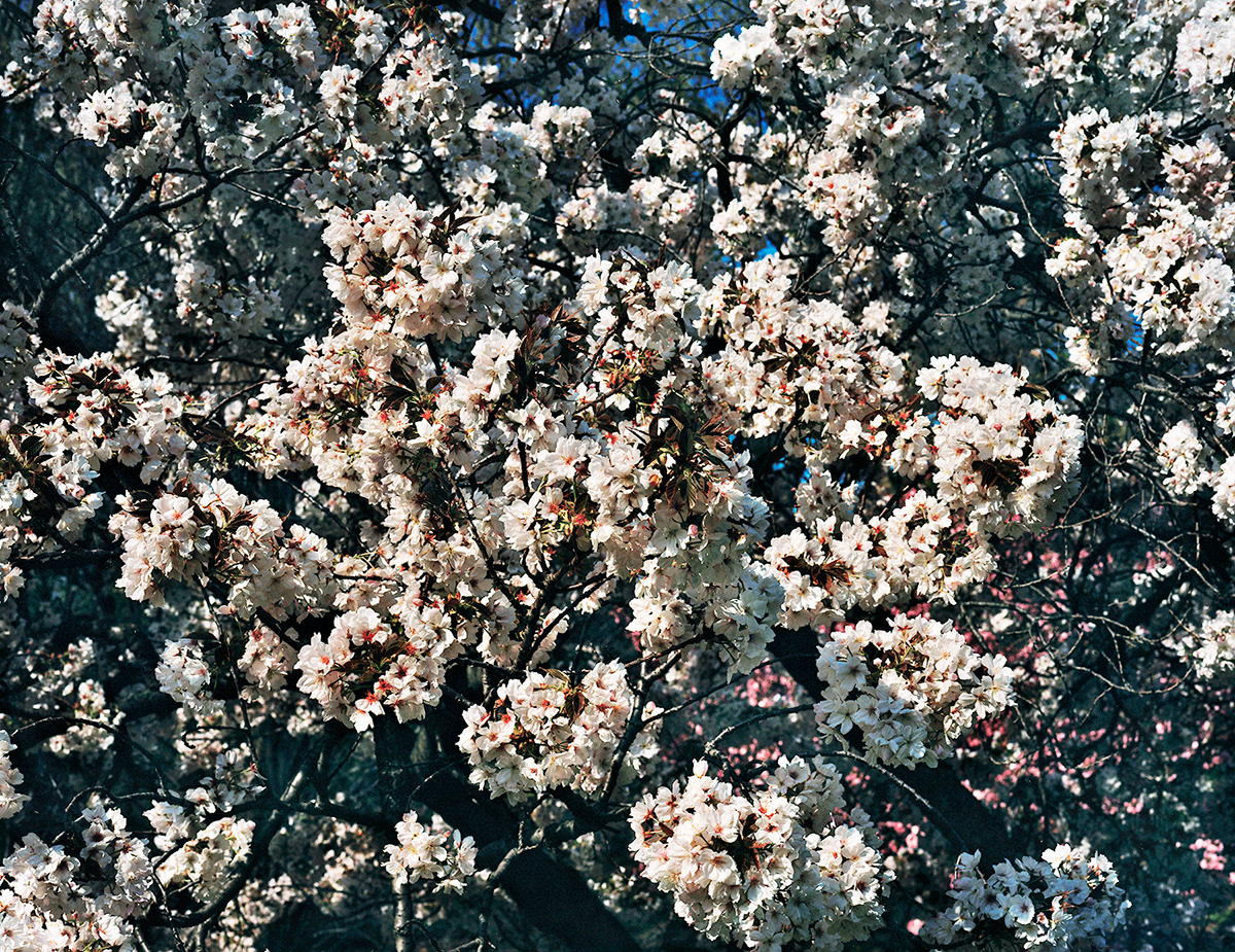 Blossoms 2008