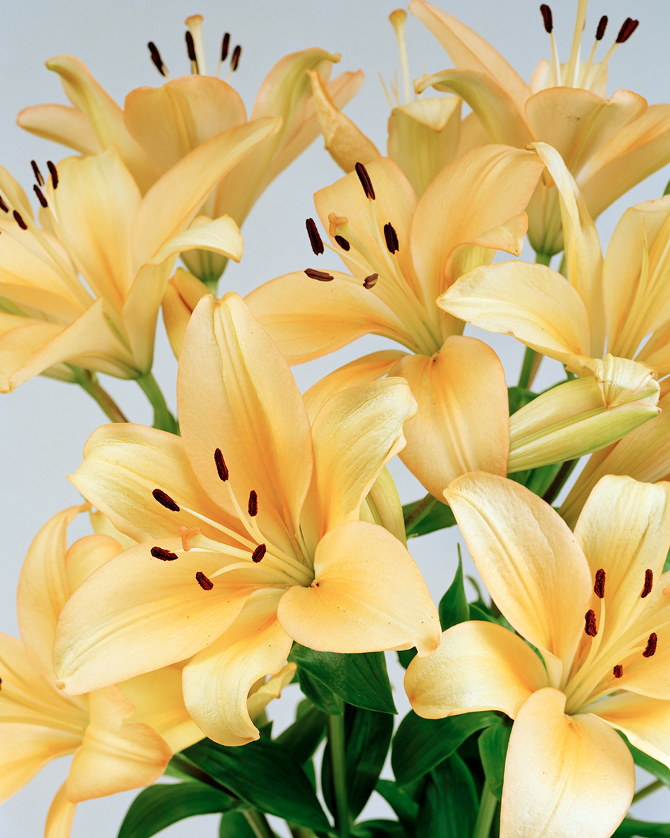 Yellow Lilies 2008