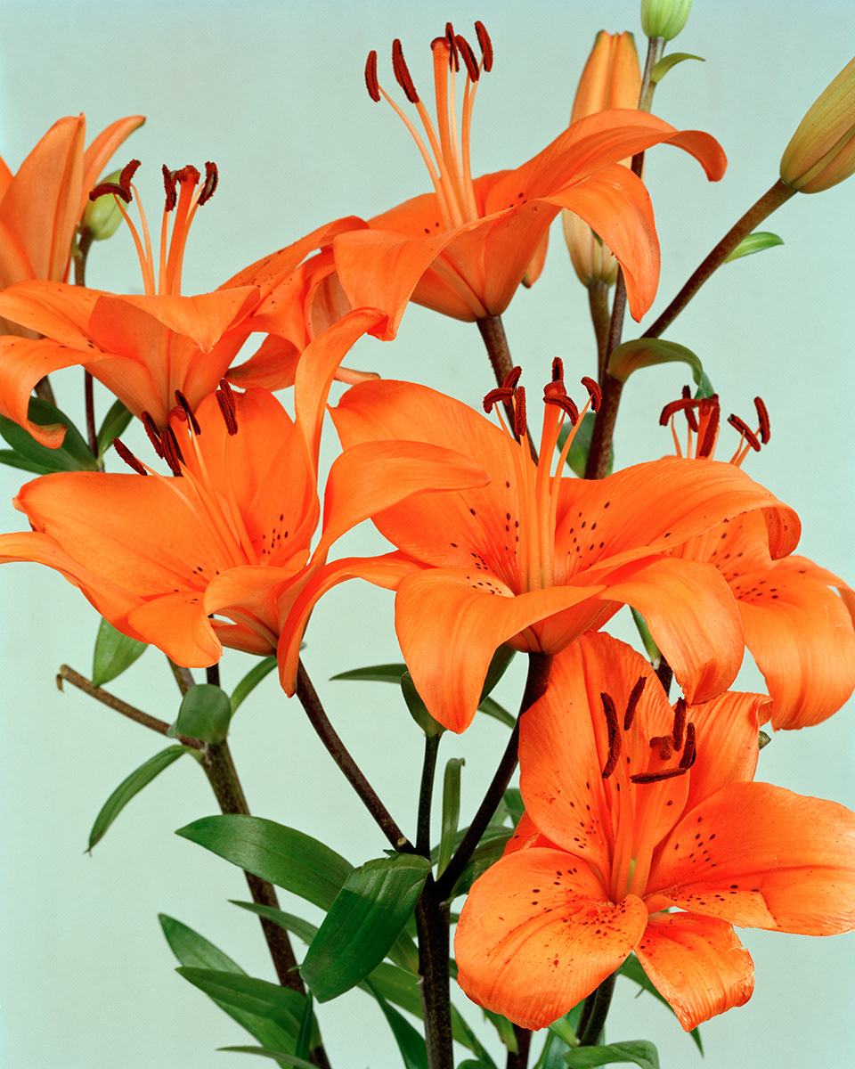 Orange Lilies 2008