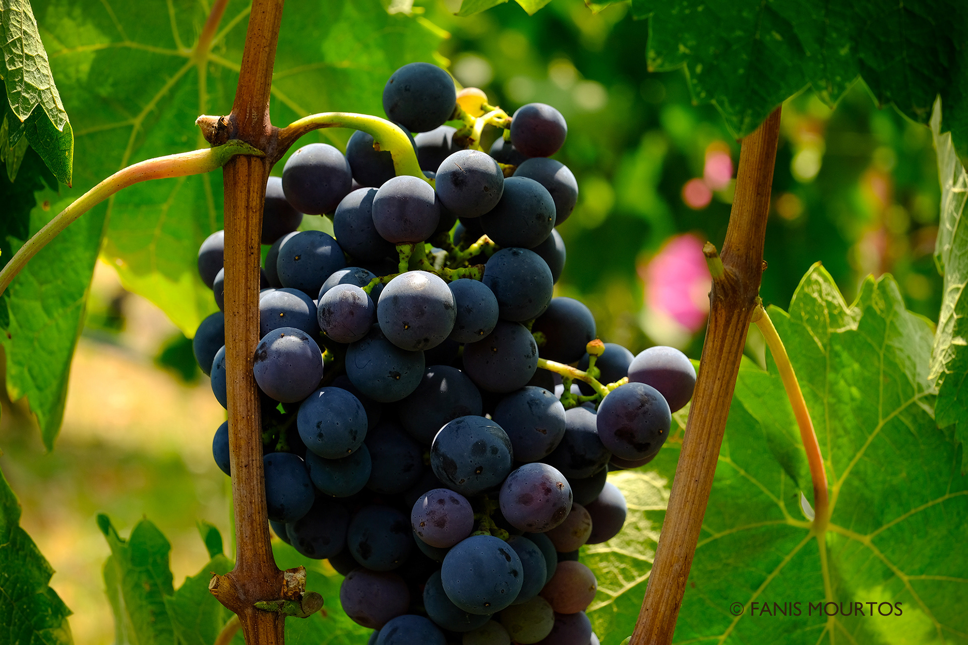 Grapes - Fanis Mourtos
