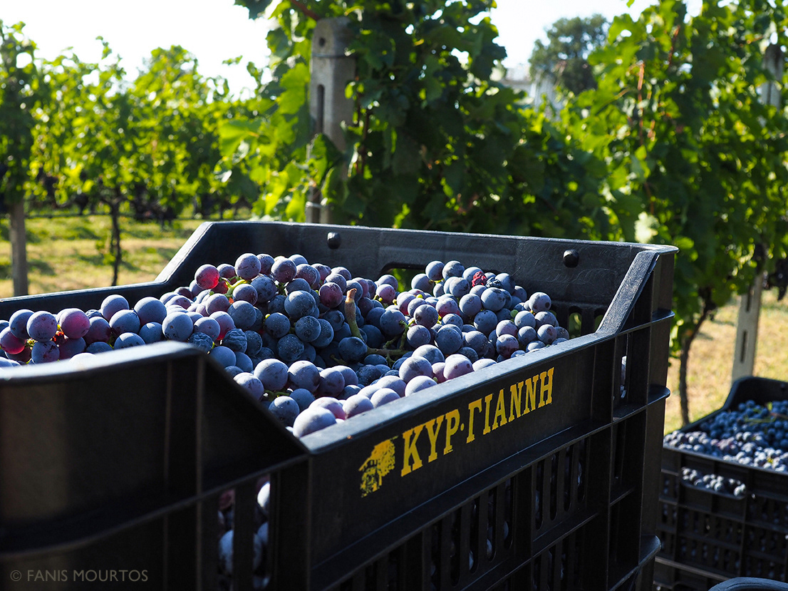 Ktima Kir-Yianni Naoussa