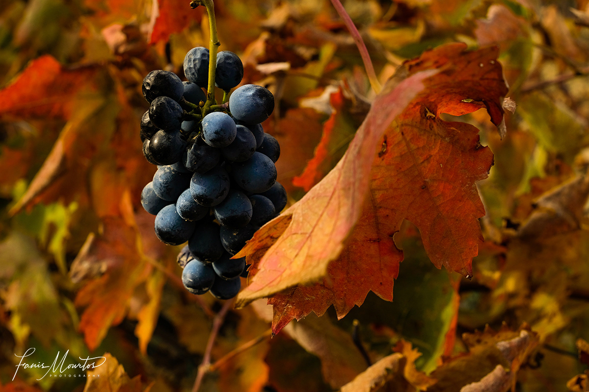 Grapes in Autumn