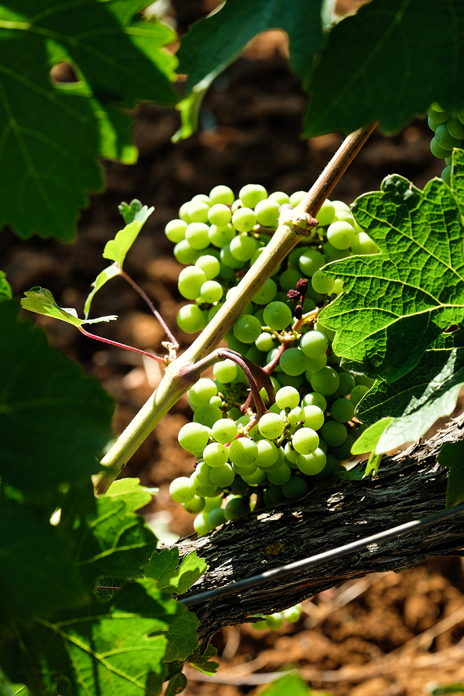 Grapes in Spring