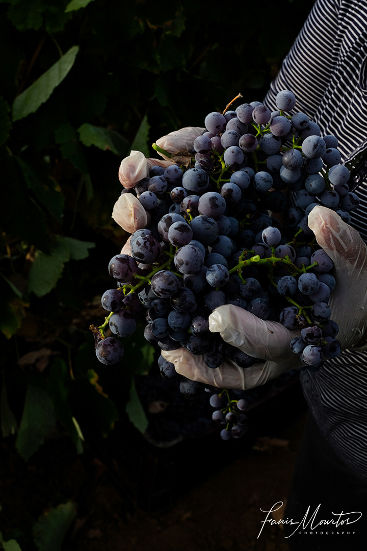 Vine harvest by Fanis Mourtos