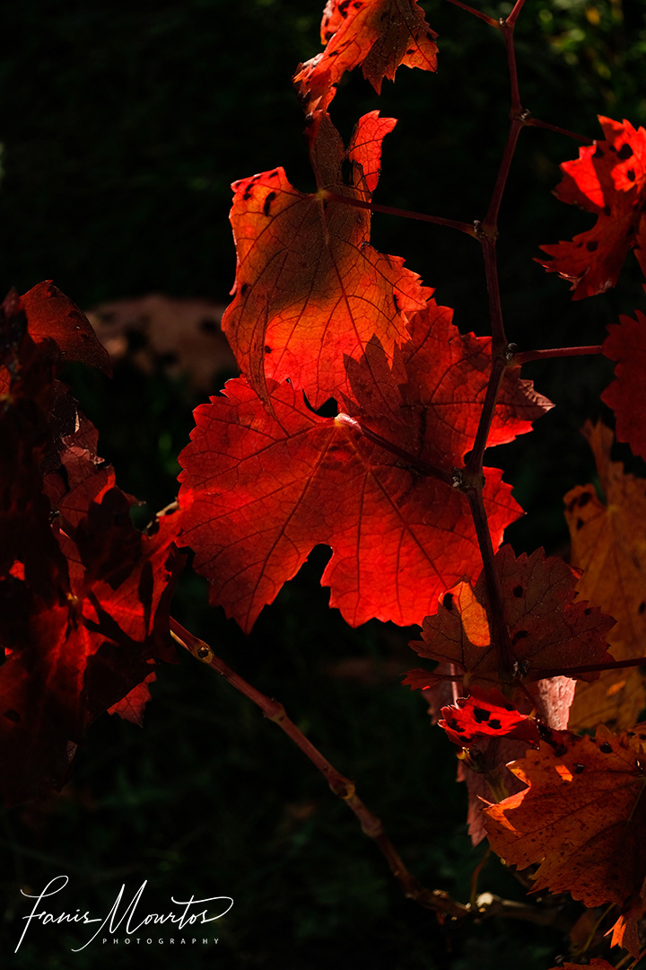 vine leaves in Autumn Fanis Mourtos