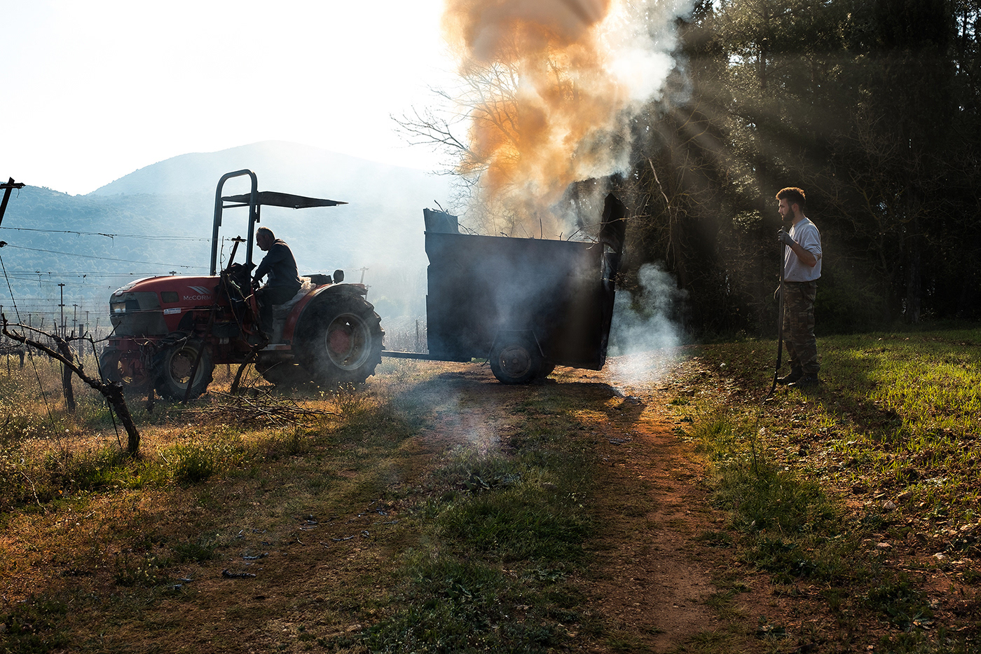 Ktima Tselepos pruning