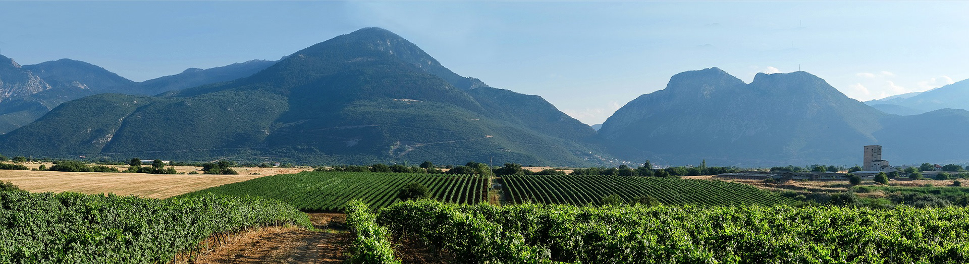 Argyriou Winery vineyards