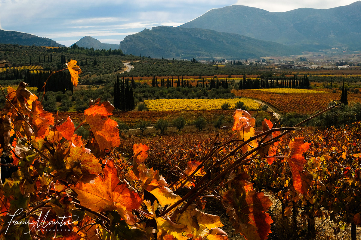 Nemea Vineyards Fanis Mourtos