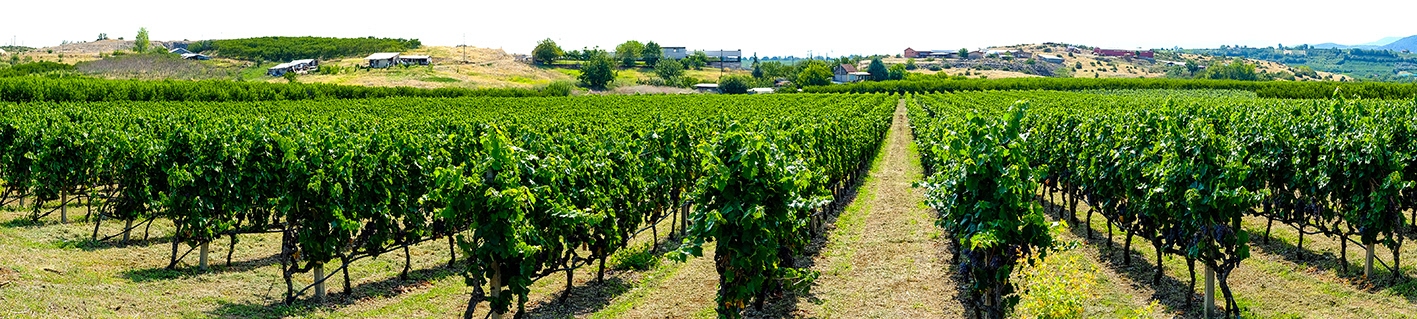 Vineyards Foundis Winery